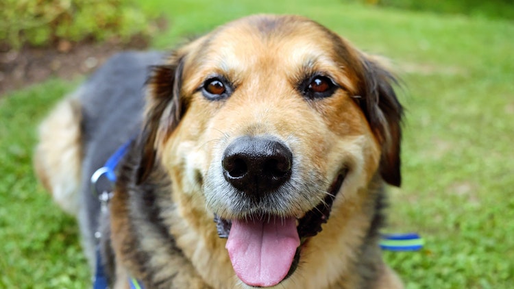 狗狗有口臭要怎么办,狗狗有口臭用什么药最好