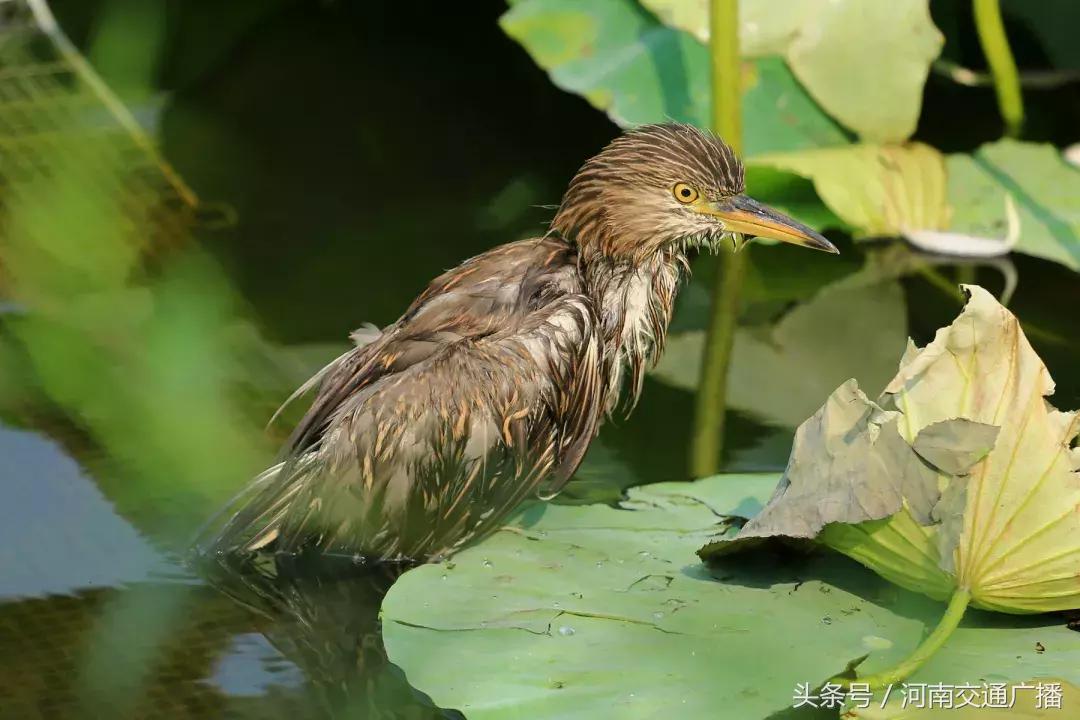 郑州哪里可以入夏赏荷,郑州最佳赏荷地来了