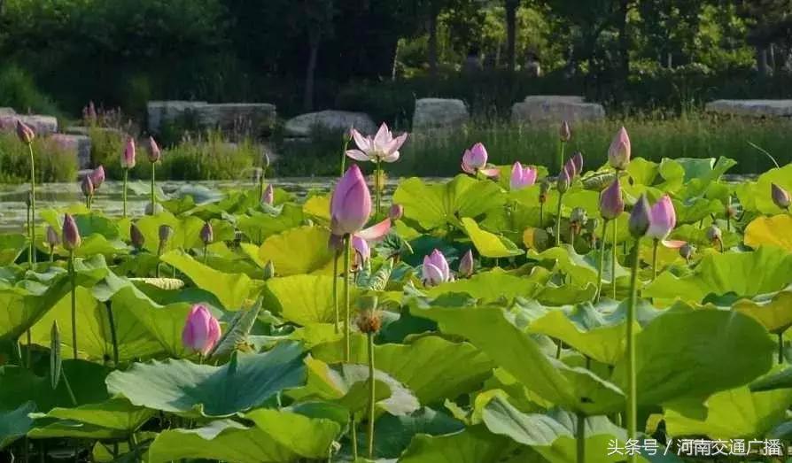 郑州哪里可以入夏赏荷,郑州最佳赏荷地来了