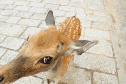 朴信惠的珠宝箱｜朴姐姐出游日本，珠宝盒里都装了哪些扮靓装备？