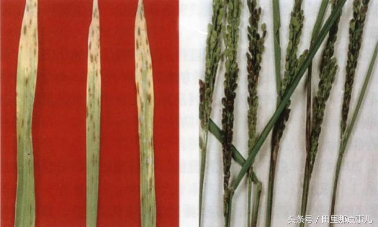 稻瘟病怎么消除,稻瘟病发生危害与防治措施调查