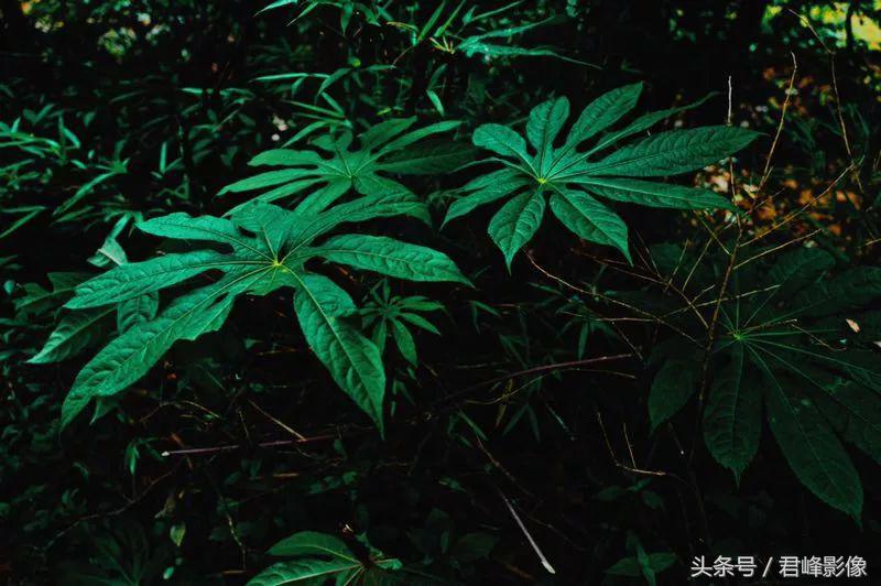 徕卡德味取决于镜头还是机身,徕卡德味