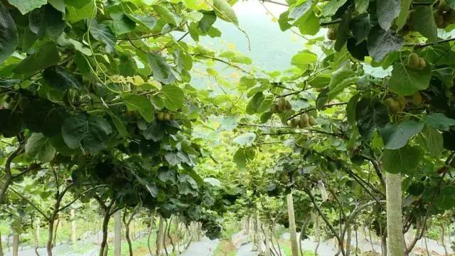 广西乐业：红心猕猴桃+有机茶，脱贫双招牌让农民搭上致富“快车”