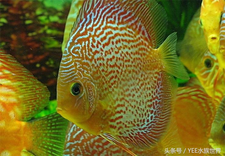 七彩封王，实至名归，当之无愧！