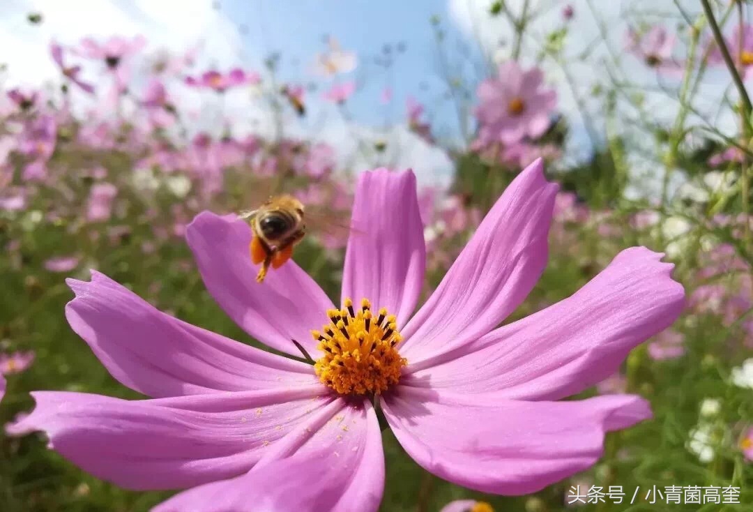 美丽的云南师范大学,美丽的云南曲靖