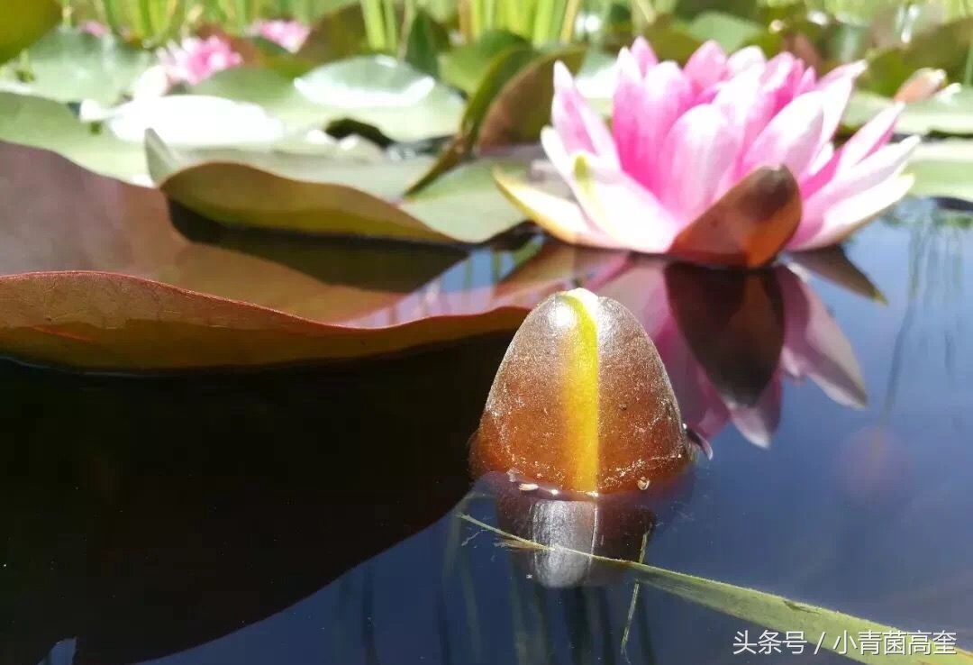 美丽的云南师范大学,美丽的云南曲靖