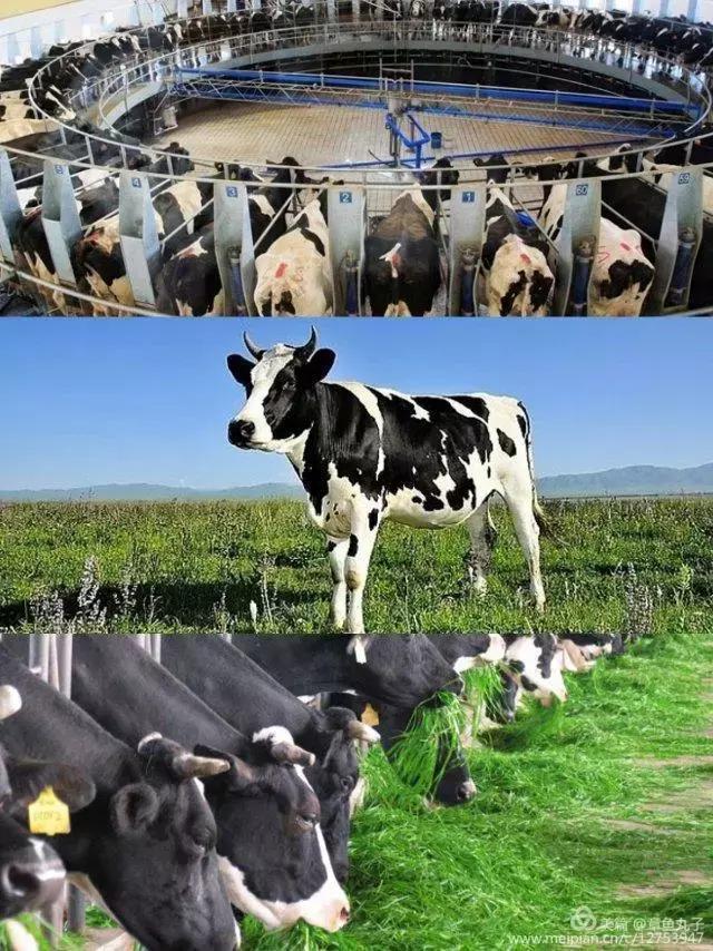 新农鲜牛奶,新农牛奶浙江发货