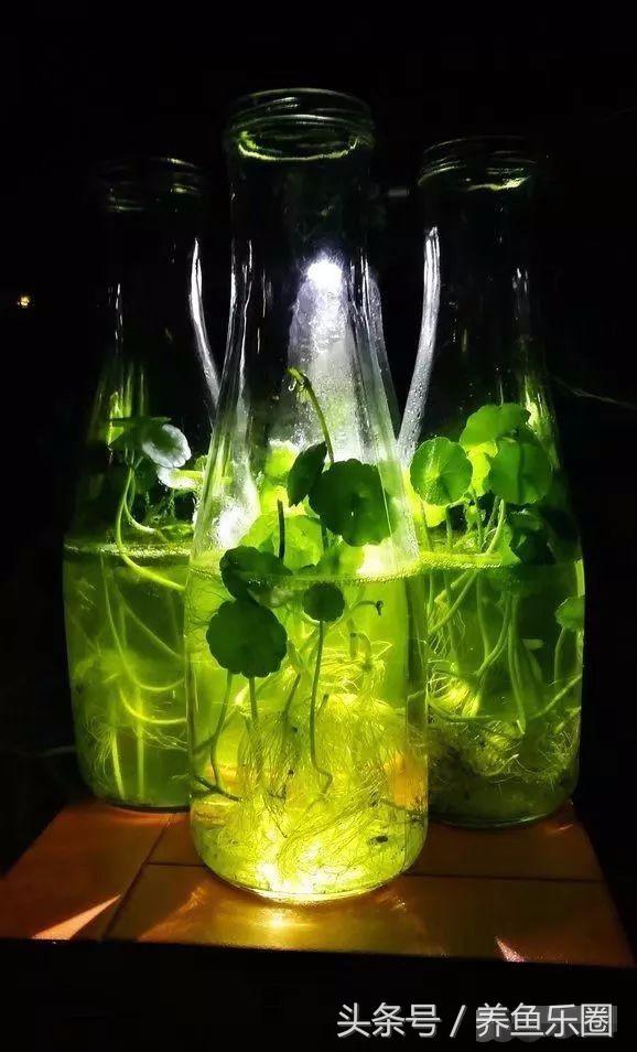 锦鲤鱼缸团灭后重新开缸,锦鲤遭团灭