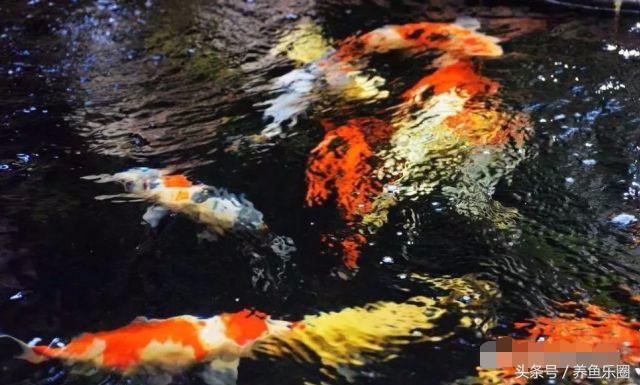 锦鲤鱼缸团灭后重新开缸,锦鲤遭团灭