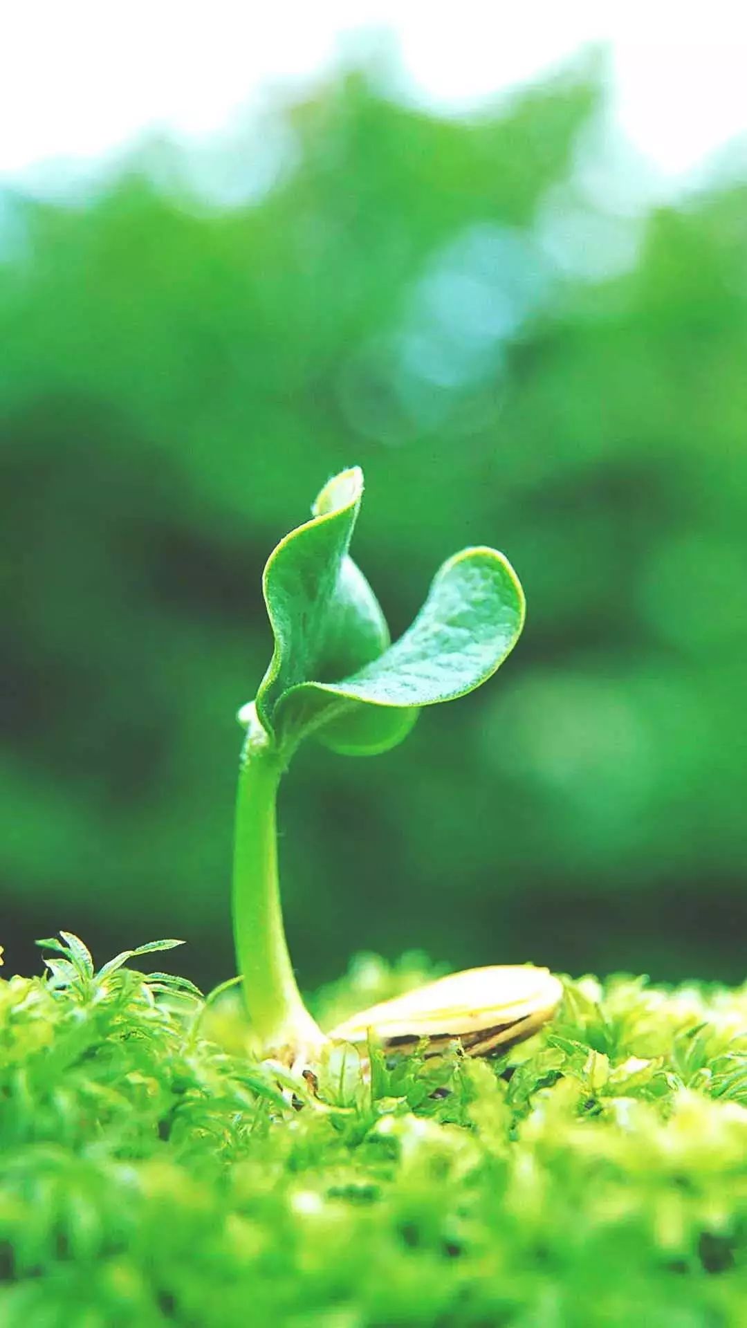 微信聊天护眼背景图高清大图,护眼背景图微信聊天背景