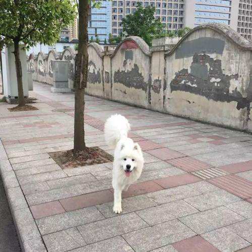 女子养了只奇特的宠物狗,女子捡了一只狗带回家