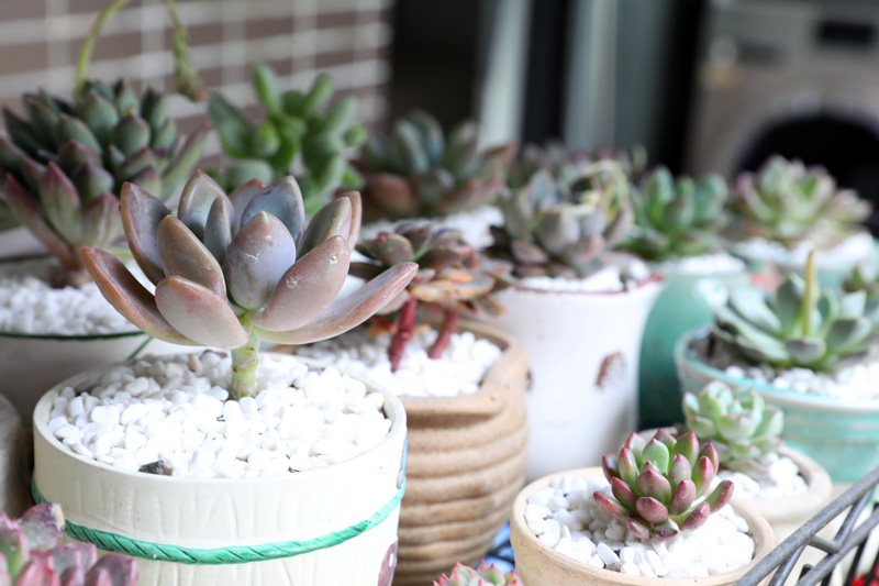 怎样才能把多肉植物养好,多肉植物要怎么种