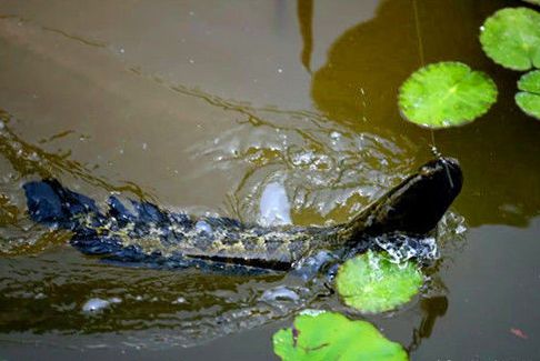 中午路亚黑鱼的正确方法,路亚黑鱼技巧用什么饵