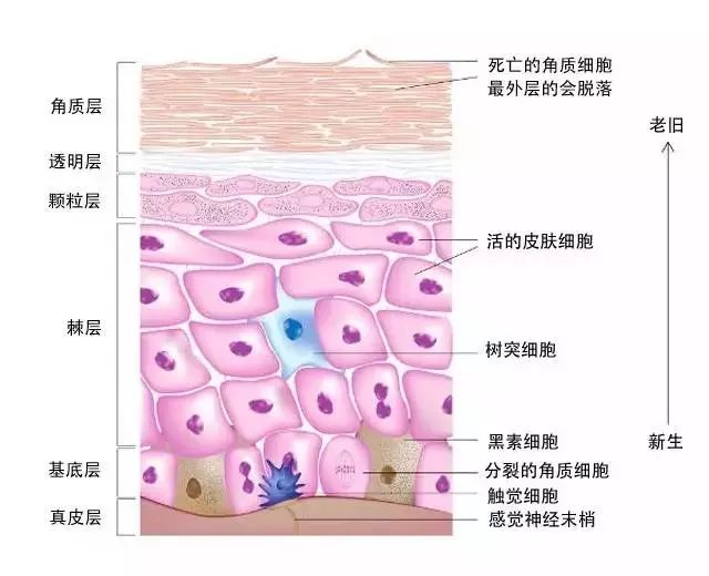 温和敏感肌肤去角质脸部,敏感肌肤温和去角质啫喱