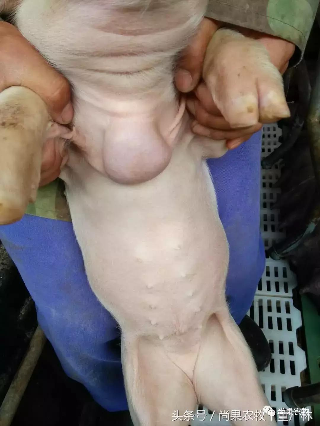 后备母猪身上长大包是什么,母猪身上长脓包是什么原因引起的