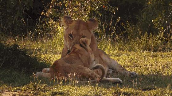 探索自然的纪录片推荐,七部神级自然纪录片你看过几部