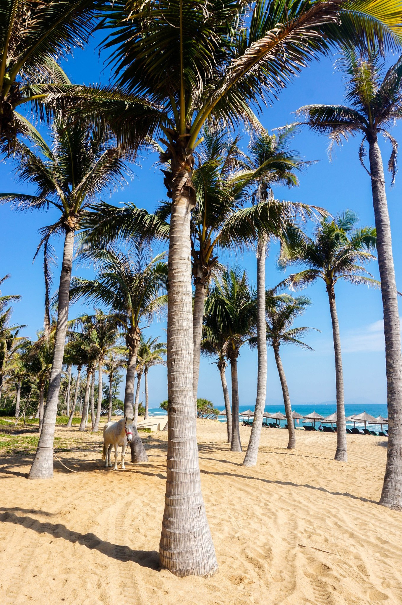 五天四晚三亚情侣攻略,三亚四天攻略