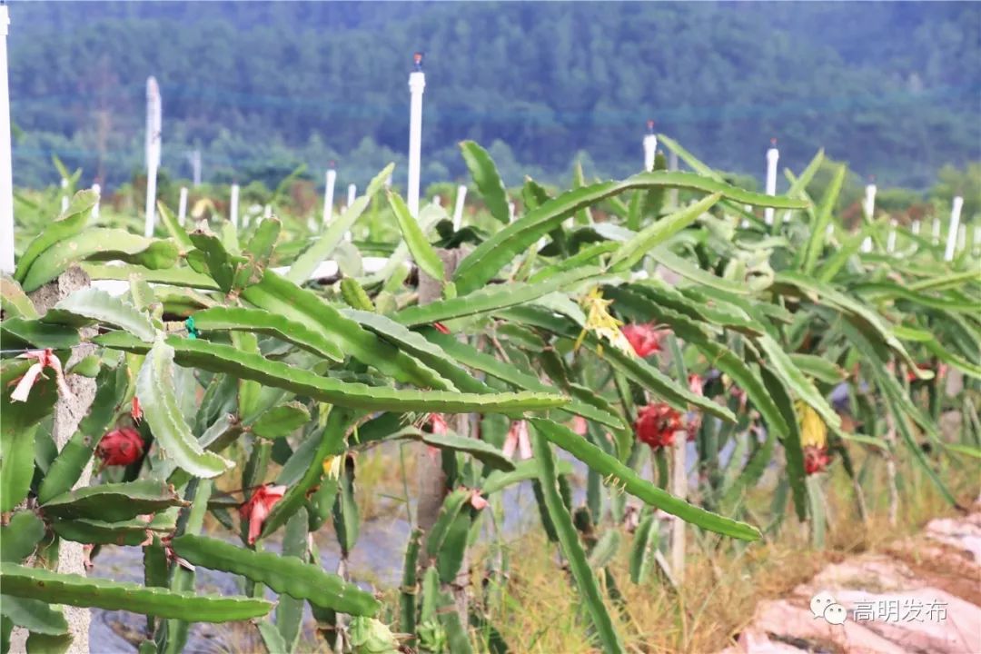 西瓜芒果凤梨百香果,凤梨芒果火龙果西瓜