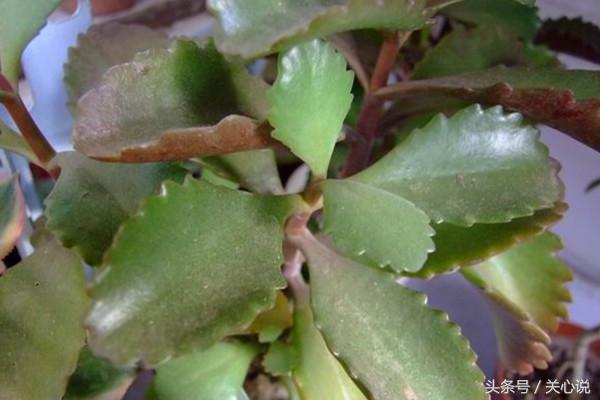 多肉之最,多肉之类的植物
