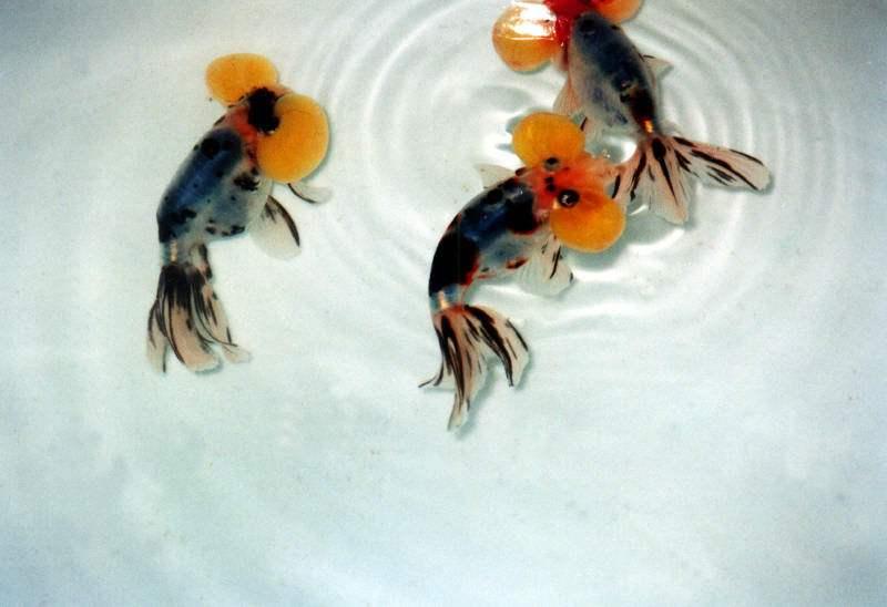 养鱼里面的金鱼病了怎么办,怎么预防金鱼得鱼病