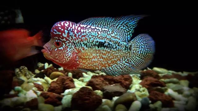 养罗威纳多久能听话,养罗氏虾两个月的视频