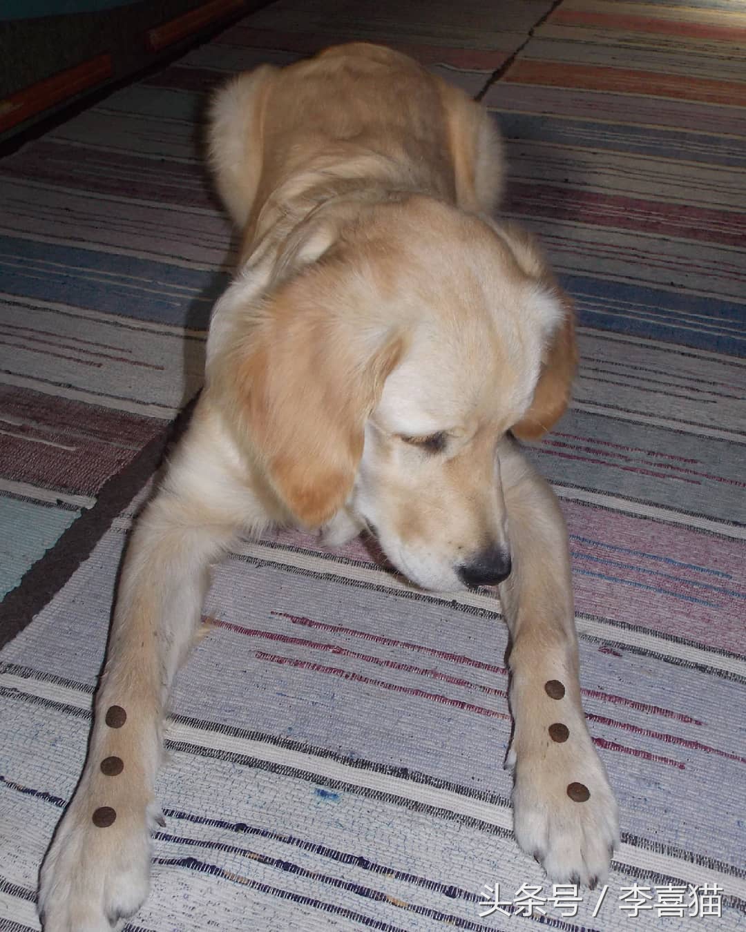 训练狗狗的正确方法和技巧,训练狗狗听话的12条标准赶快收藏