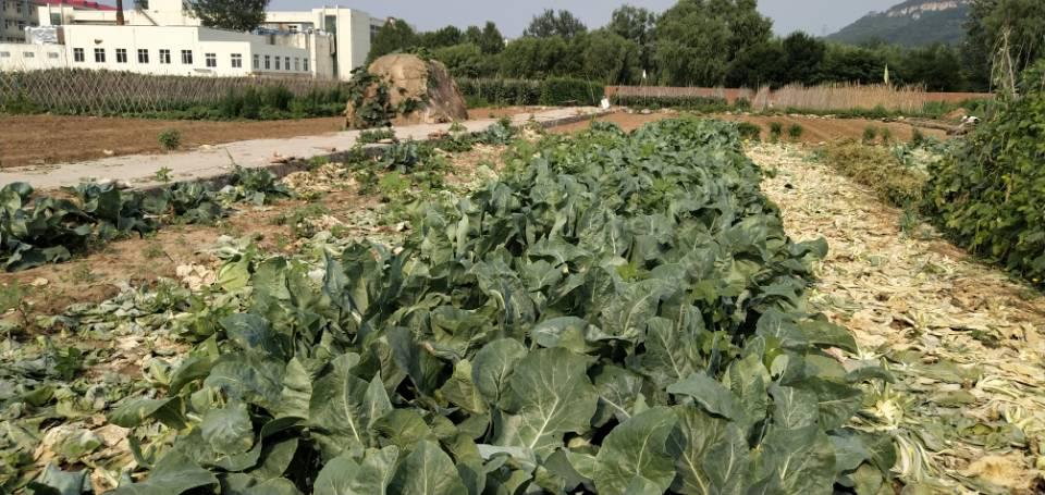 大爷打工帮儿子还债,农村大爷给儿子还贷款