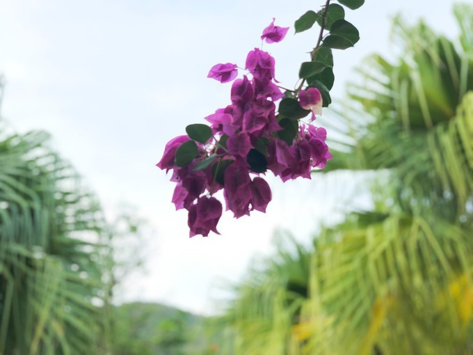 带你到三亚感受不一样的美食美景,三亚之行怎能错过这些美食和美景
