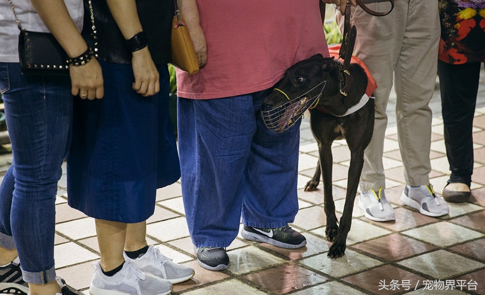 澳门赛狗比赛,澳门赛狗