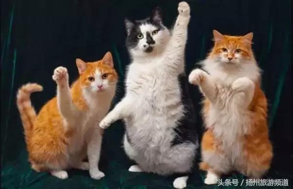 扬州市小升初的流程 (扬州小升初报名时间过了怎么办)