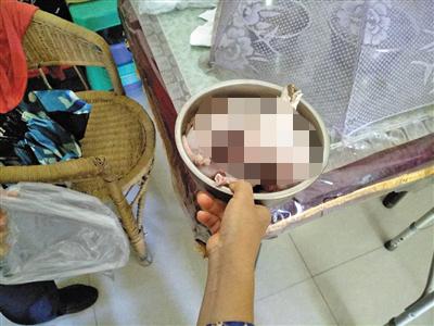 宠物兔丢失,宠物兔走失如何找回