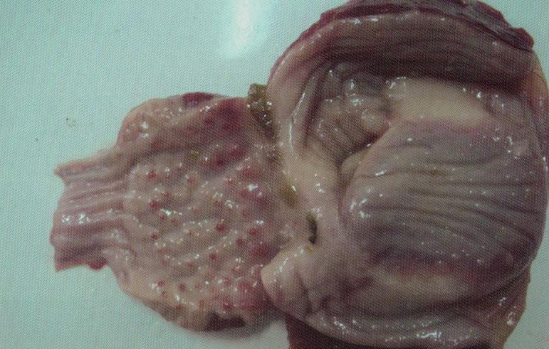 鹌鹑禽流感解剖图,鸡患禽流感症状及图片