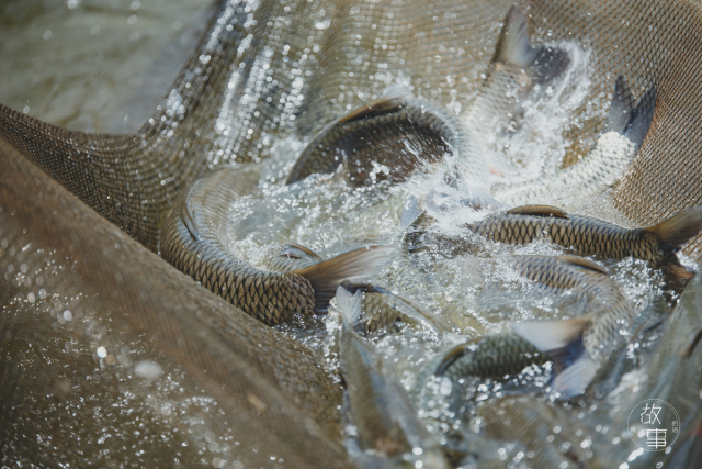 日式吃生鱼片是什么感受,日本料理中常见的生鱼片有哪些