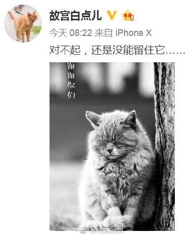 世界杯熊猫预测,世界杯预测猫咪最新