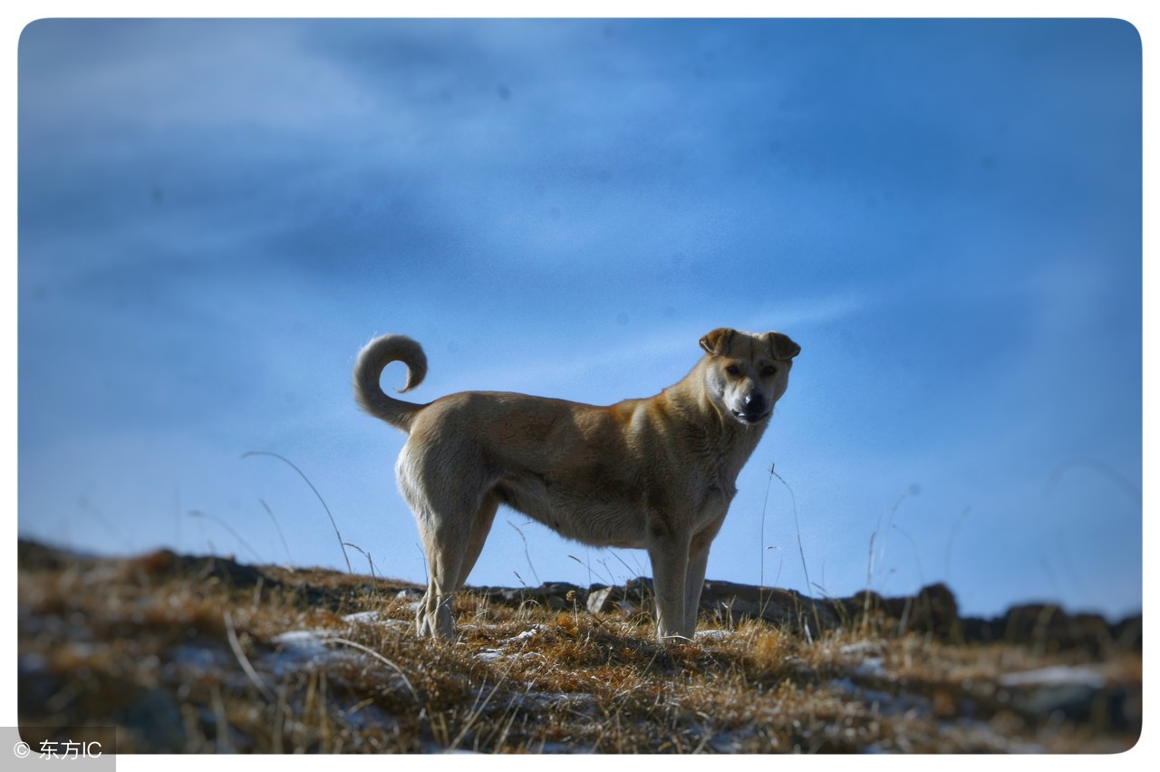 属兔和狗的和什么属相不合,生肖狗和兔相合一般是什么时辰