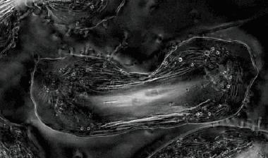 这些细胞害死了主人之后，又在实验室里繁殖了18000代