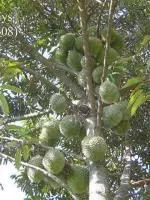 榴莲生长全过程,榴莲的生长全过程见证