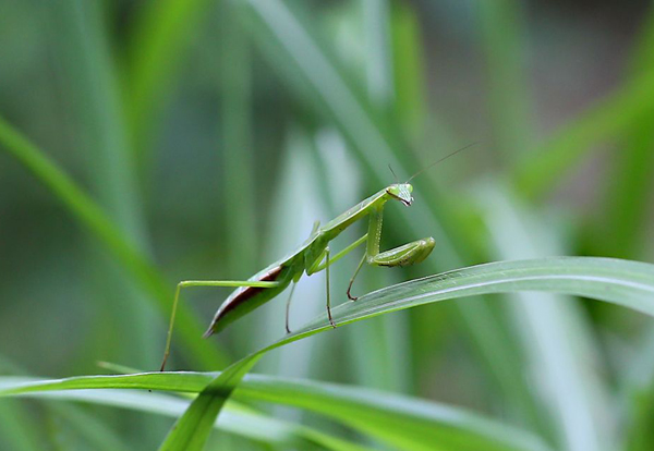 夏天的昆虫科普知识,夏天的昆虫阅读理解