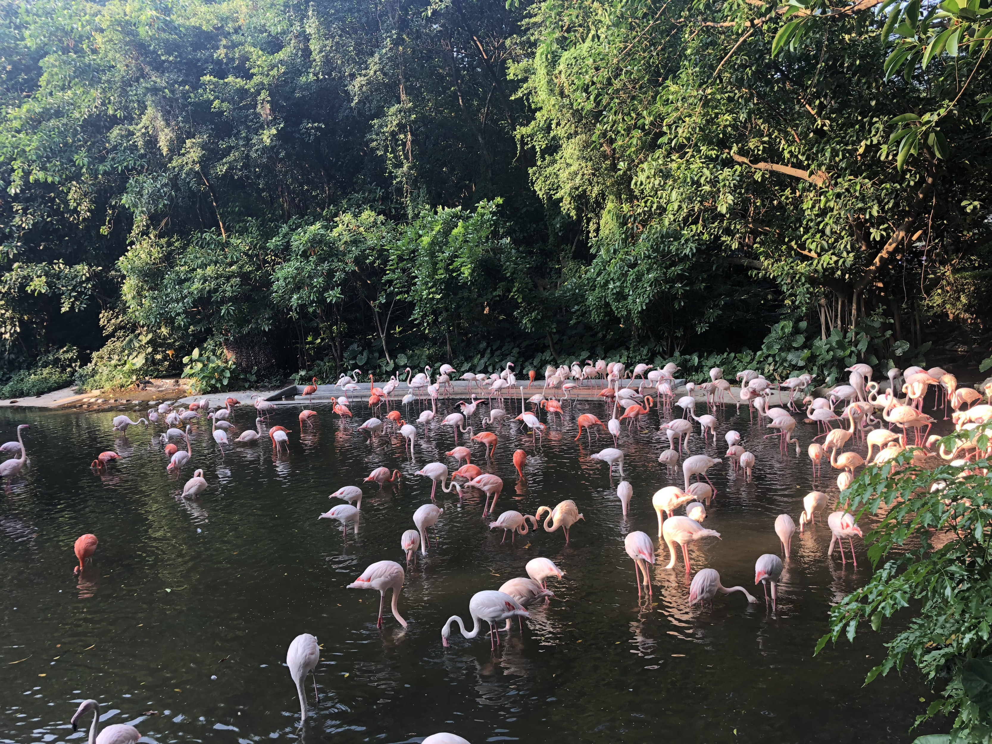 广州长隆野生动物世界之行,广州长隆野生动物世界游玩攻略图