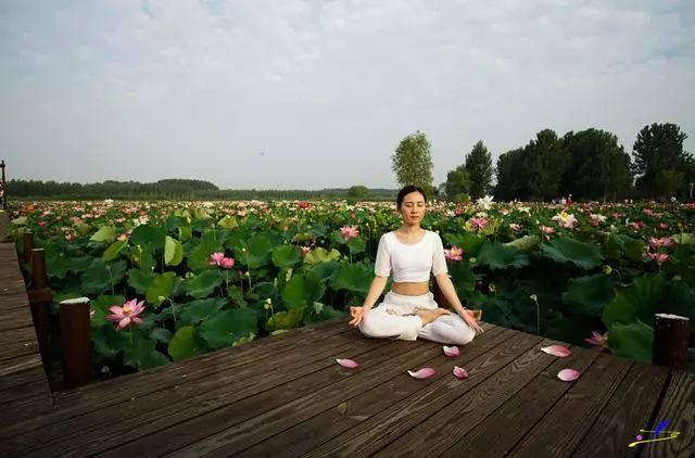 微山湖荷花丛中一群白衣美女舞动着柔软的腰肢