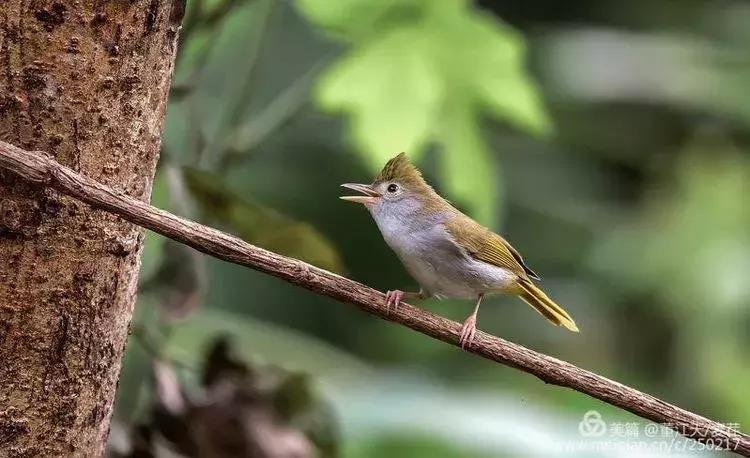 滇西拍鸟攻略,滇西观鸟的图片