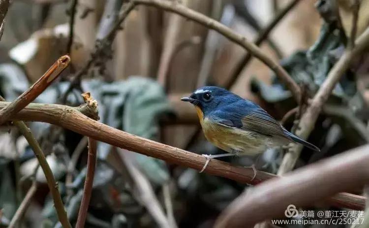 滇西拍鸟攻略,滇西观鸟的图片