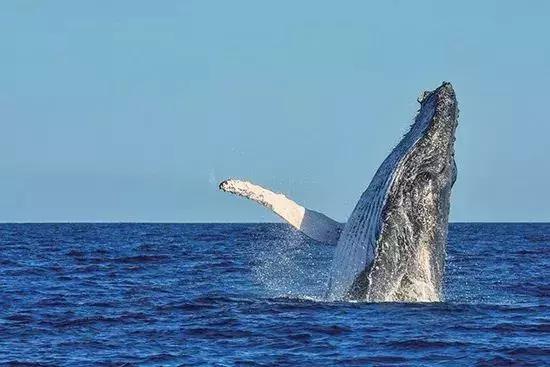 中国护照免签数量和落地签数量,中国普通护照免签和落地签国家