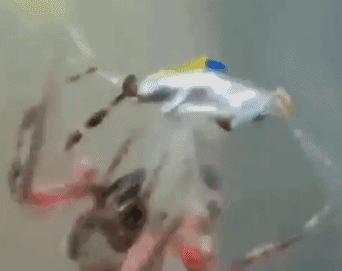 18年世界杯内马尔夸张翻滚,世界杯足球搞笑事件