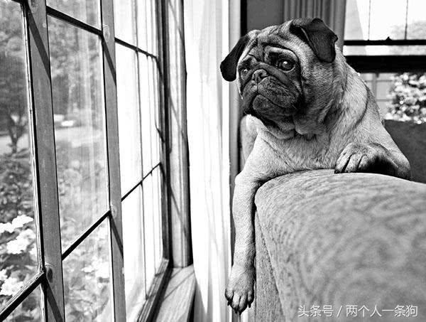 宠物在家搞破坏,狗狗在家搞破坏的视频