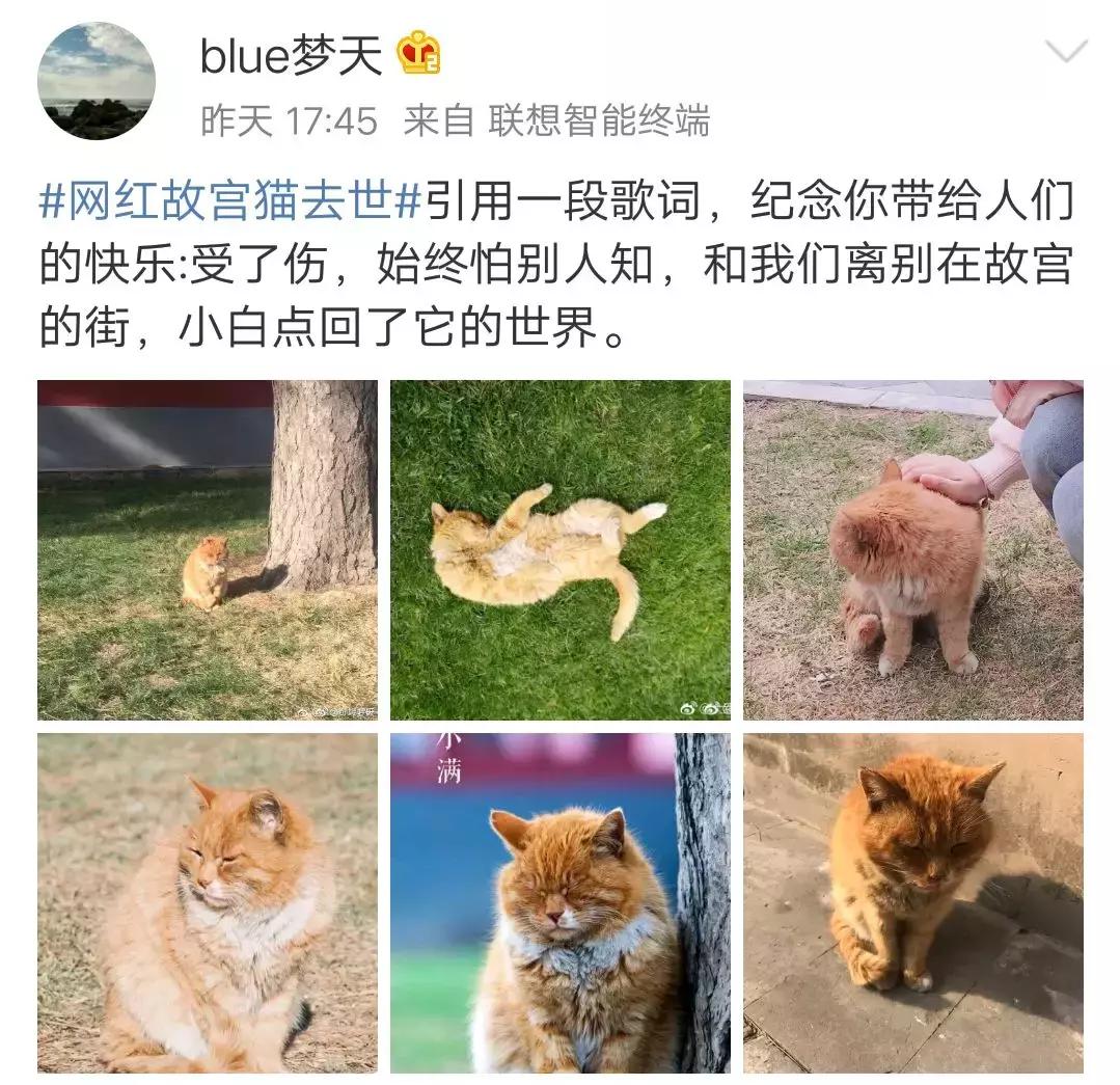 故宫的猫去世了吗,故宫的猫怎么去世的