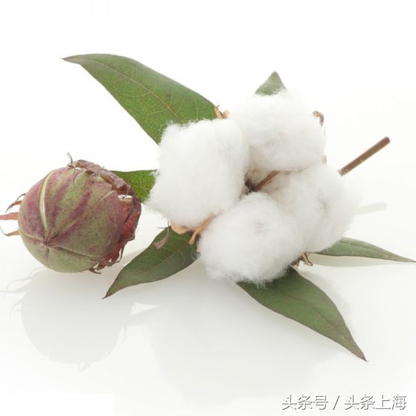 上海市的花是什么,上海市花的由来