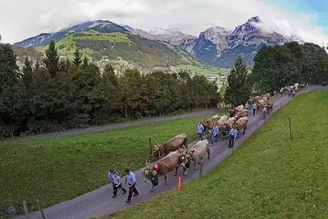 瑞典和瑞士,瑞典与瑞士哪个好一点呢