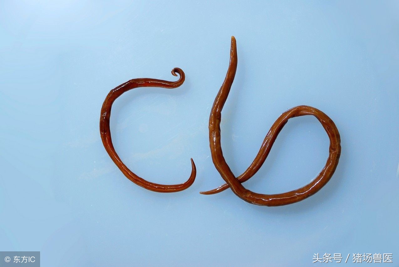 大猪反胃呕吐是什么原因,猪发烧呕吐是什么原因