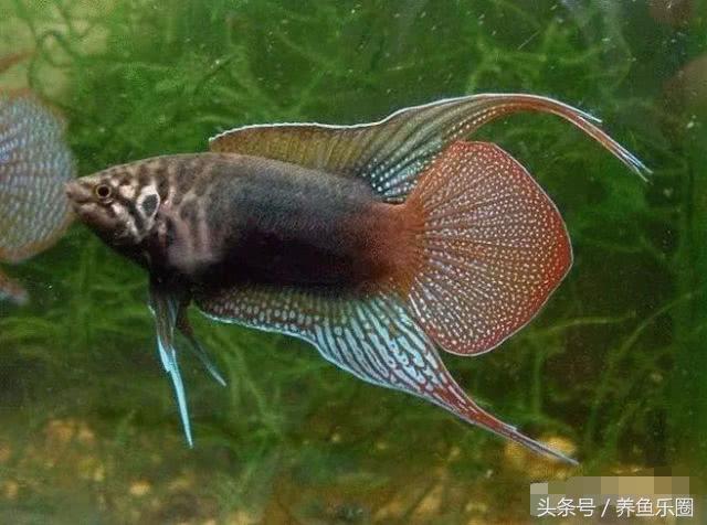 夏季防蚊小妙招赶紧收藏,鱼池夏天怎么驱蚊